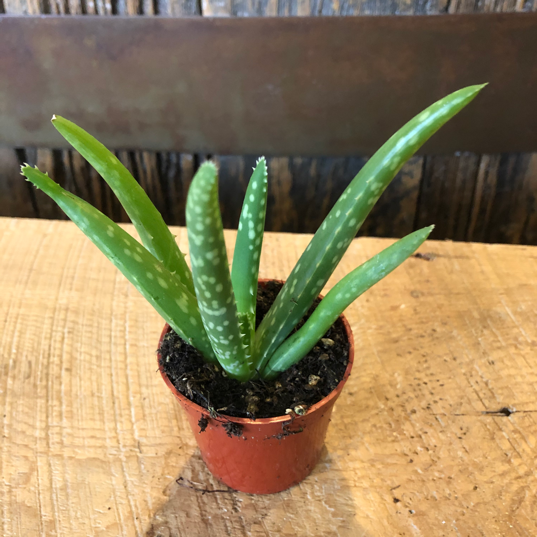 Aloe Vera Barbadensis 2.5