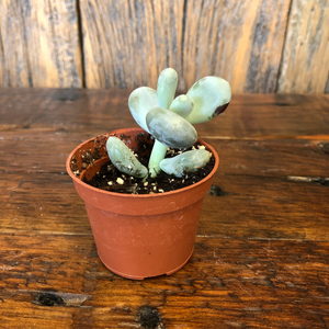 Pachyphytum oviferum (Moon Stone) 2.5"