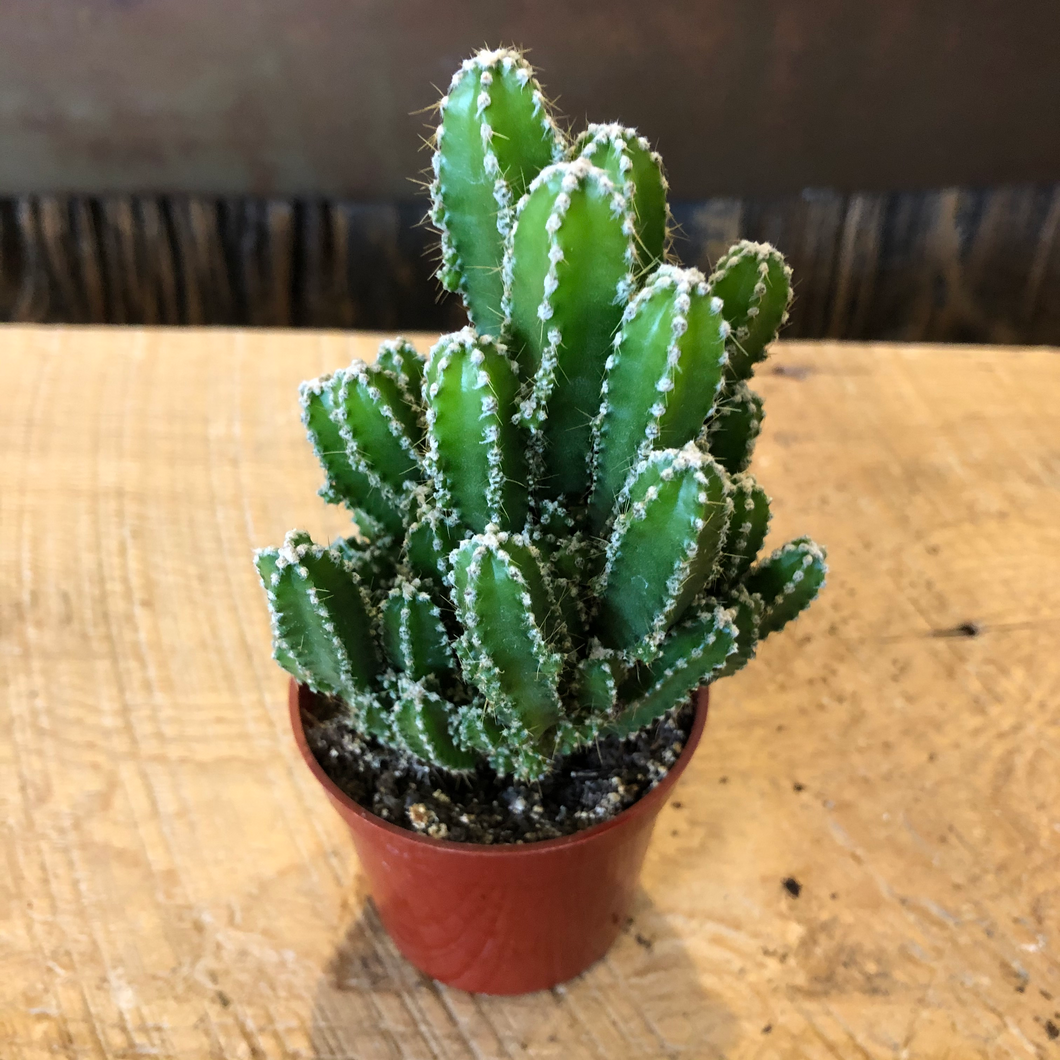 Cereus Fairy Castle Cactus 2.5